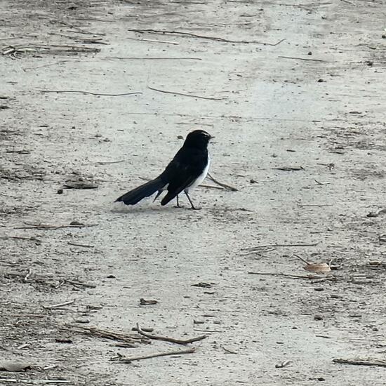 Willie Wagtail: Animal in habitat Park in the NatureSpots App