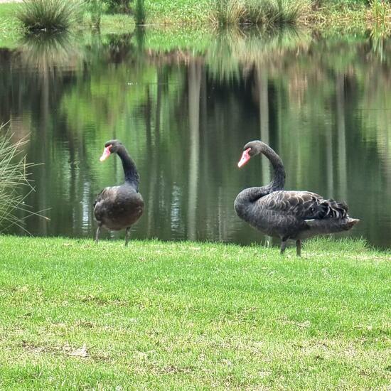 Trauerschwan: Tier im Habitat Park in der NatureSpots App