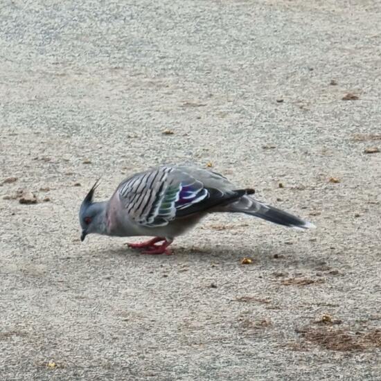 Crested Pigeon: Animal in habitat Park in the NatureSpots App