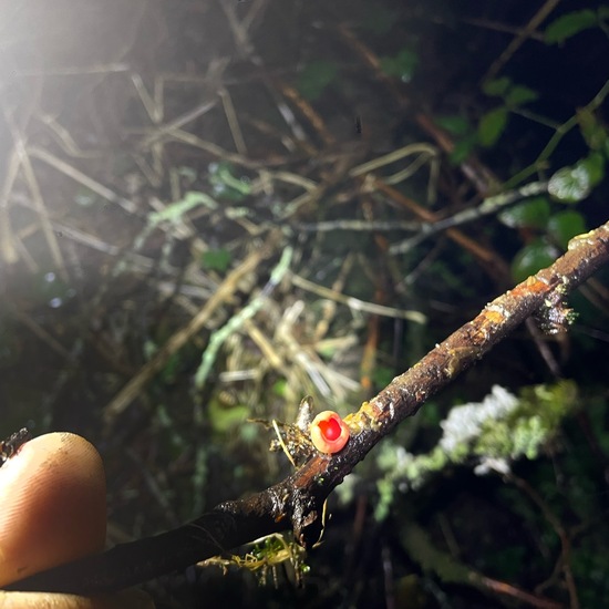 Scharlachroter Kelchbecherling: Pilz in der Natur in der NatureSpots App