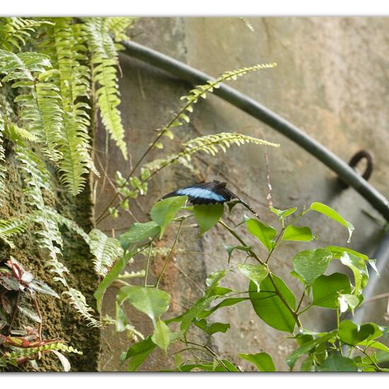 Blauer Morphofalter: Tier im Habitat Innenraum in der NatureSpots App