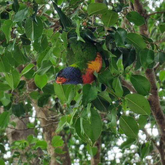 Trichoglossus moluccanus: Tier im Habitat Park in der NatureSpots App