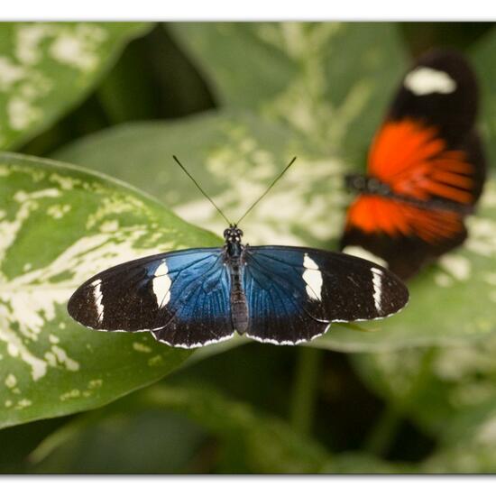 Eine unbekannte Art: Tier im Habitat Innenraum in der NatureSpots App