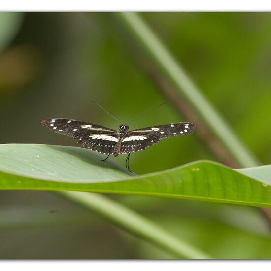 Papilio polytes: Tier im Habitat Innenraum in der NatureSpots App