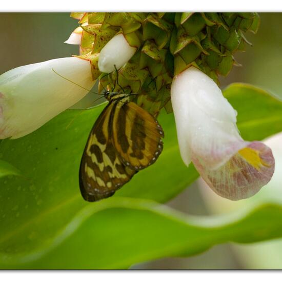 Eueides isabella: Tier im Habitat Innenraum in der NatureSpots App