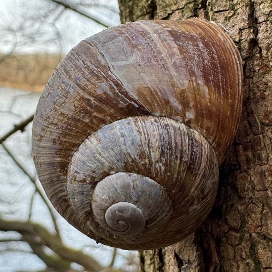 Weinbergschnecke: Tier im Habitat Auwald in der NatureSpots App