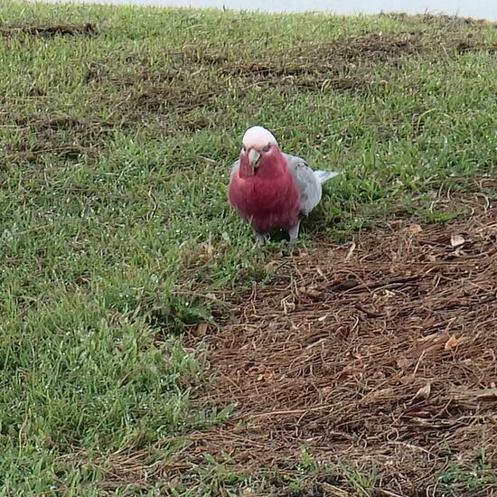 Galah: Animal in habitat Park in the NatureSpots App