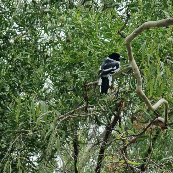 Pied Butcherbird: Animal in habitat Park in the NatureSpots App