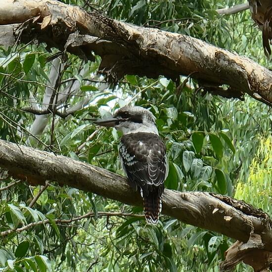 Laughing kookaburra: Animal in habitat Park in the NatureSpots App