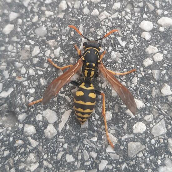 Polistes dominula: Animal in habitat City and Urban in the NatureSpots App