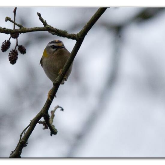 Common Firecrest: Animal in habitat Backyard in the NatureSpots App