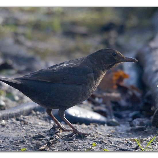 Common blackbird: Animal in habitat Backyard in the NatureSpots App