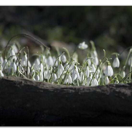 Elwes-Schneeglöckchen: Pflanze im Habitat Hinterhof in der NatureSpots App