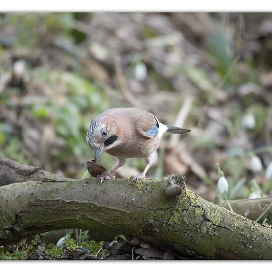 Eurasian Jay: Animal in habitat Backyard in the NatureSpots App