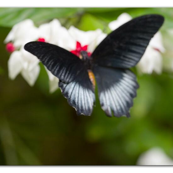 Papilio rumanzovia: Tier im Habitat Innenraum in der NatureSpots App