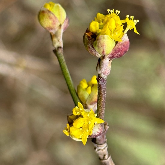 Cornus mas: Plant in habitat Temperate forest in the NatureSpots App