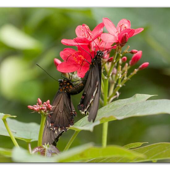 Papilio deiphobus rumanzovia: Animal in habitat Living space or Indoor in the NatureSpots App