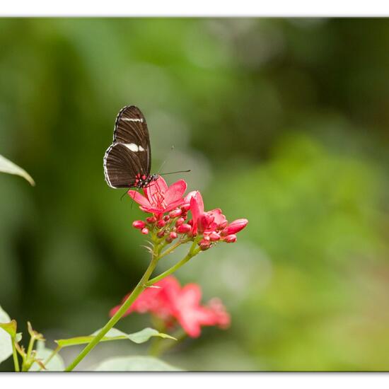 Heliconius sara: Tier im Habitat Innenraum in der NatureSpots App