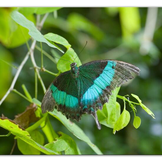 Papilio palinurus: Tier im Habitat Innenraum in der NatureSpots App
