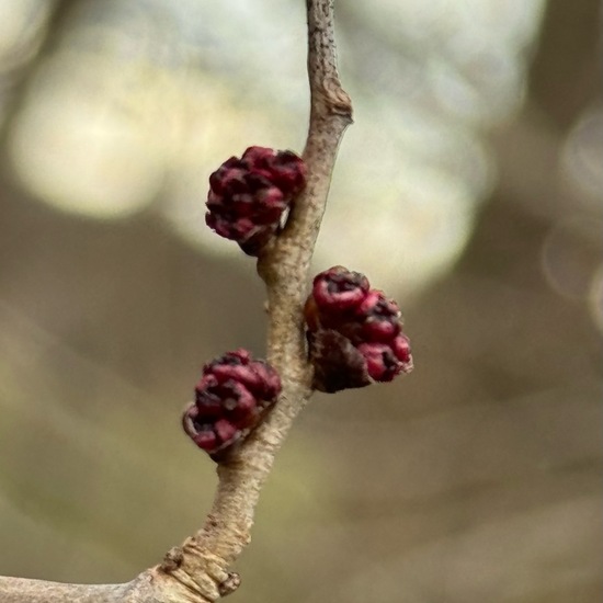Feldulme: Pflanze im Habitat Wald der gemäßigten Breiten in der NatureSpots App