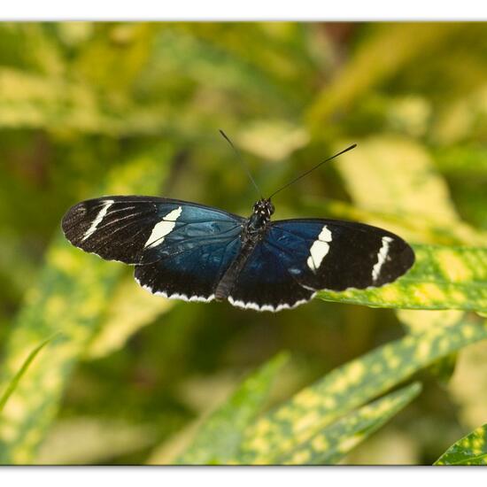 Heliconius sara: Tier im Habitat Innenraum in der NatureSpots App