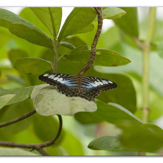 Parthenos sylvia: Tier im Habitat Innenraum in der NatureSpots App