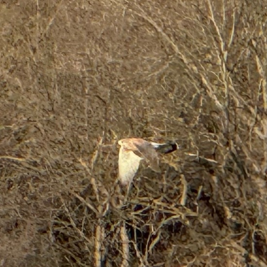 Common Kestrel: Animal in habitat Vineyard in the NatureSpots App