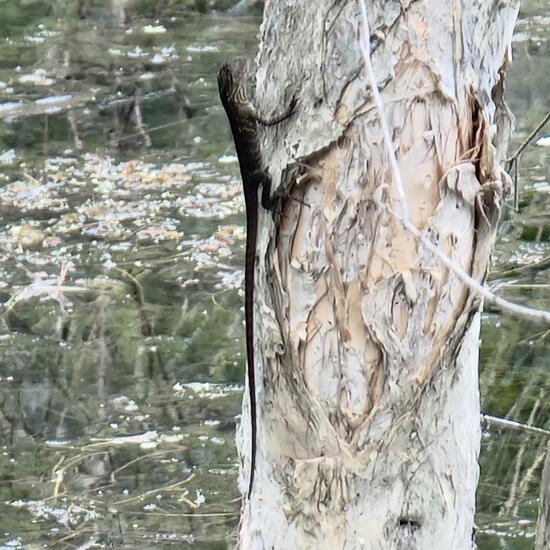 Four-lined Skink: Animal in habitat Lake in the NatureSpots App