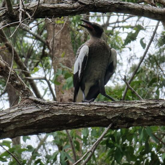 Australian magpie: Animal in habitat Park in the NatureSpots App