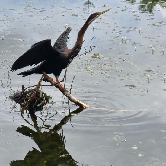 Australischer Schlangenhalsvogel: Tier im Habitat See in der NatureSpots App