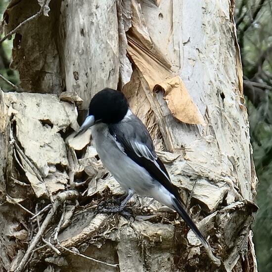 Grey Butcherbird: Animal in habitat Lake in the NatureSpots App