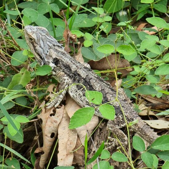 Östliche Bartagame: Tier im Habitat Anderes Waldhabitat in der NatureSpots App