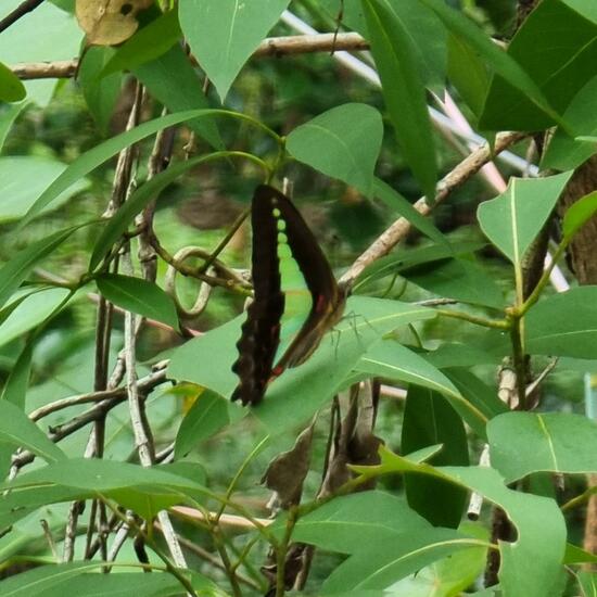 Graphium sarpedon sarpedon: Animal in habitat Forest in the NatureSpots App