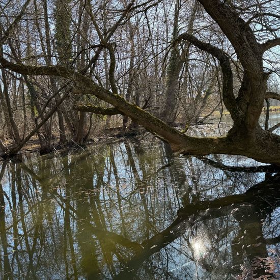 Eschen-Ahorn: Pflanze im Habitat Park in der NatureSpots App