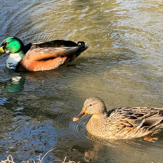 Mallard: Animal in habitat Park in the NatureSpots App