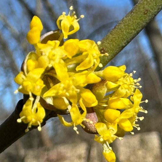 Cornus mas: Plant in habitat Park in the NatureSpots App