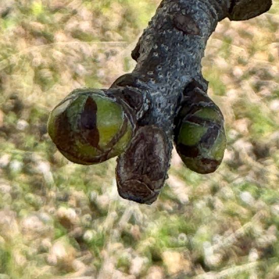 Sorbus torminalis: Plant in habitat Park in the NatureSpots App