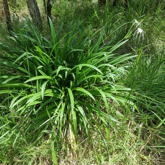 Hymenocallis littoralis: Pflanze im Habitat Anderes Waldhabitat in der NatureSpots App