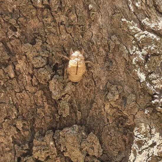 Eupelmus cicadae: Tier im Habitat Anderes Waldhabitat in der NatureSpots App