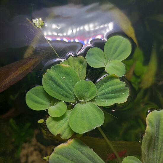 Pistia stratiotes: Plant in nature in the NatureSpots App