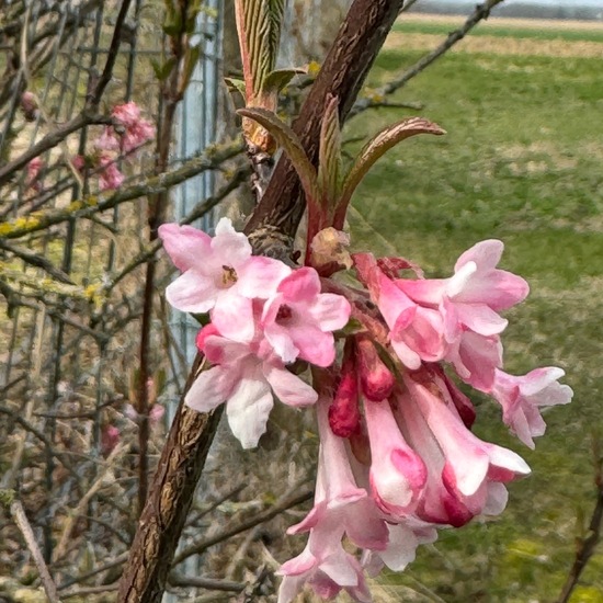 Viburnum farreri: Pflanze im Habitat Landwirtschaftliche Wiese in der NatureSpots App