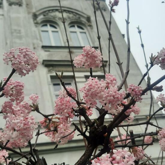 Viburnum farreri: Pflanze im Habitat Garten in der NatureSpots App