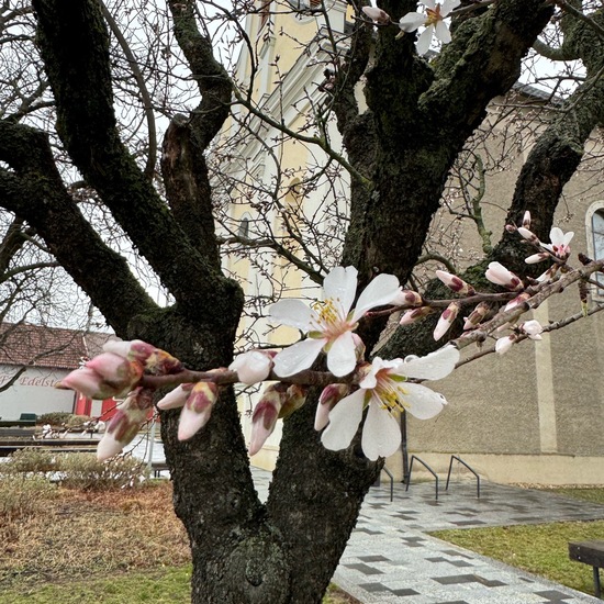 Almond tree: Plant in habitat Backyard in the NatureSpots App