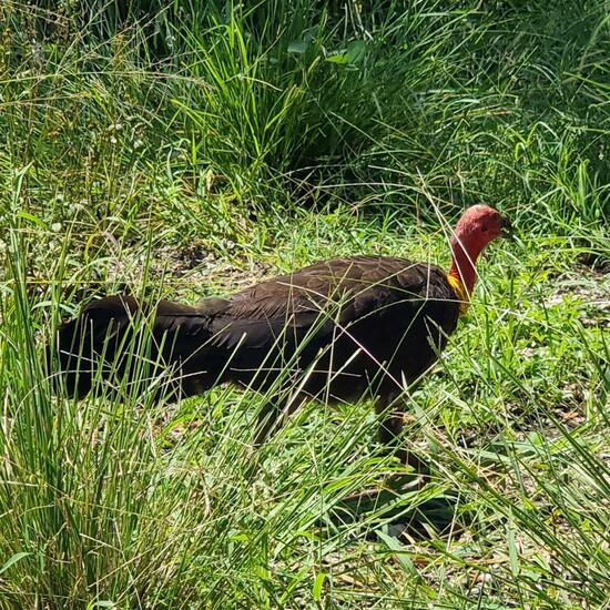 Buschhuhn: Tier im Habitat Park in der NatureSpots App