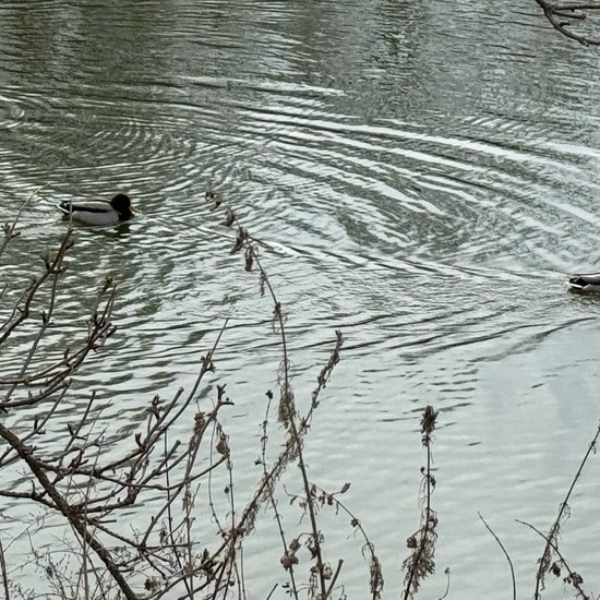 Stockente: Tier im Habitat Teich in der NatureSpots App