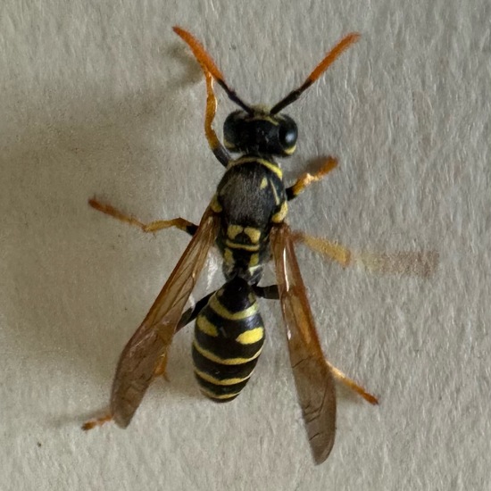 Polistes dominula: Animal in habitat Living space or Indoor in the NatureSpots App