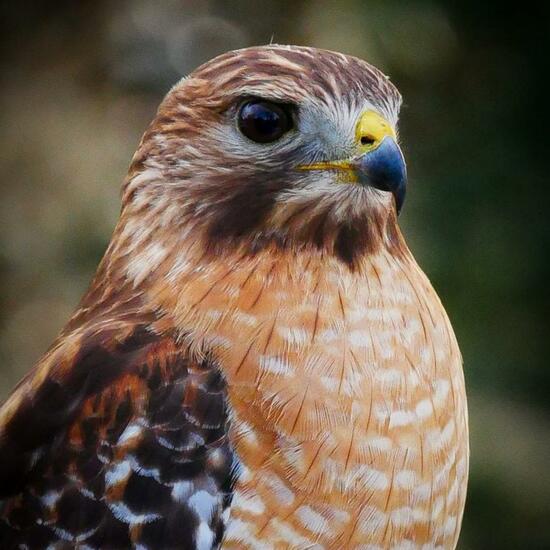 Red-shouldered Hawk: Animal in habitat Backyard in the NatureSpots App