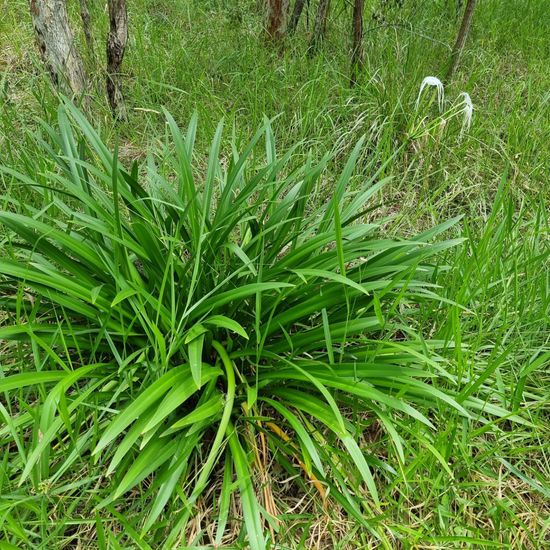 Hymenocallis littoralis: Pflanze im Habitat Anderes Waldhabitat in der NatureSpots App