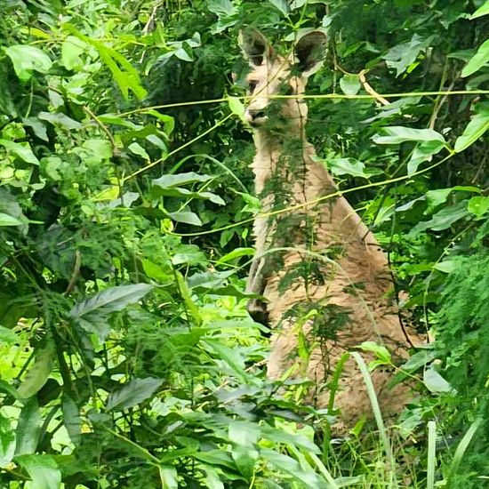 Östliches Graues Riesenkänguru: Tier im Habitat Anderes Waldhabitat in der NatureSpots App