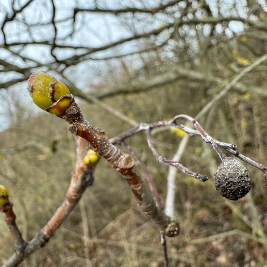 Sorbus torminalis: Plant in habitat Temperate forest in the NatureSpots App